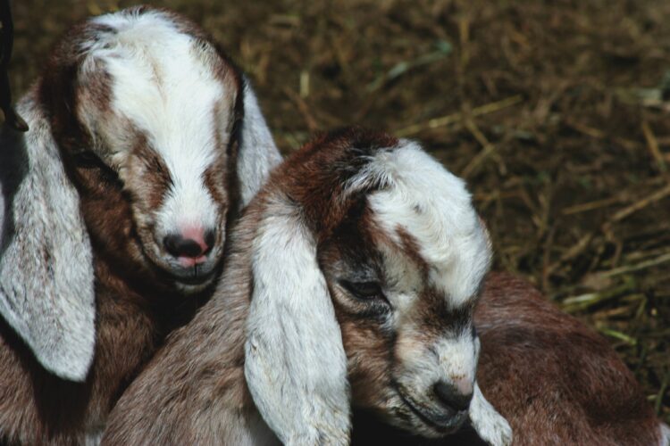 How to Prep for First Time Goat Kidding